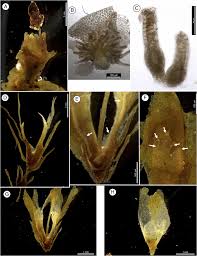 Attēlu rezultāti vaicājumam “Harpanthus flotovianus cells”