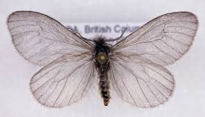 Attēlu rezultāti vaicājumam “Psychidae”