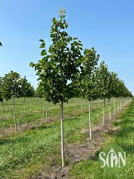 Attēlu rezultāti vaicājumam “Tilia”