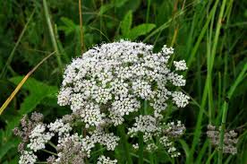 Attēlu rezultāti vaicājumam “Selinum carvifolia”
