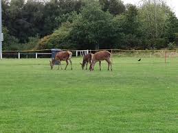 Image result for Burntwood Rugby Union Football Club