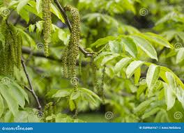 Attēlu rezultāti vaicājumam “Juglans mandshurica leaf”