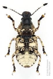 Attēlu rezultāti vaicājumam “Platystomos albinus”