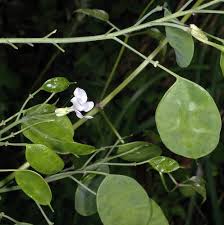 Image result for Lunaria annua