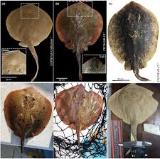 Image result for Hypanus longus