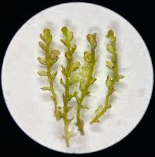 Attēlu rezultāti vaicājumam “Gymnocolea inflata”