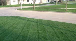 Attēlu rezultāti vaicājumam “Poa pratensis”