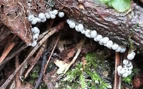 Attēlu rezultāti vaicājumam “Didymium crustaceum macro”