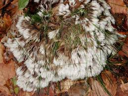 Attēlu rezultāti vaicājumam “Thelephora penicillata”