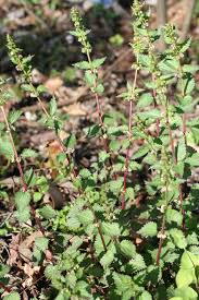 Attēlu rezultāti vaicājumam “Urticaceae”