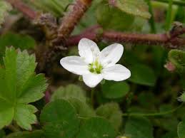 Attēlu rezultāti vaicājumam “Sagina nodosa”