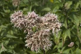 Image result for Eupatorium cannabinum