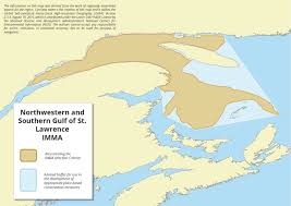 Image result for Leucopleurus acutus