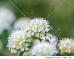 Attēlu rezultāti vaicājumam “Spiraea chamaedryfolia flower”