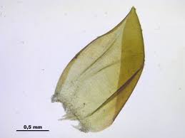 Attēlu rezultāti vaicājumam “Scorpidium scorpioides”