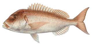 Image result for Dentex dentex