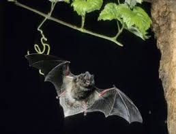 Attēlu rezultāti vaicājumam “Barbastella barbastellus”