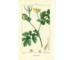 Attēlu rezultāti vaicājumam “Chelidonium majus flower”