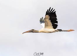 Attēlu rezultāti vaicājumam “Ciconiiformes”