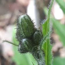 Attēlu rezultāti vaicājumam “Hieracium murorum bud”