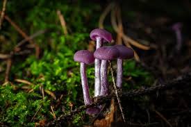 Attēlu rezultāti vaicājumam “Laccaria amethystina”