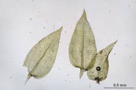 Attēlu rezultāti vaicājumam “Eurhynchium hians”