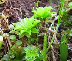 Attēlu rezultāti vaicājumam “Bryum pallens”