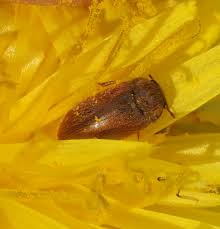 Attēlu rezultāti vaicājumam “Byturus ochraceus”