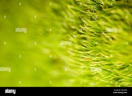 Attēlu rezultāti vaicājumam “Dicranella crispa”