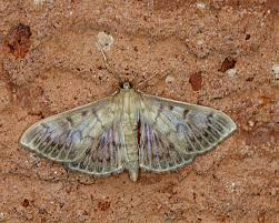 Attēlu rezultāti vaicājumam “Pleuroptya ruralis”