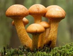 Attēlu rezultāti vaicājumam “Gymnopilus picreus”