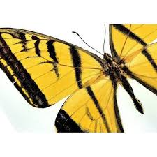 Attēlu rezultāti vaicājumam “Papilionidae”