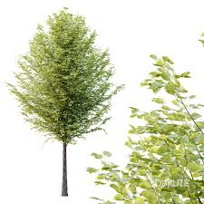 Attēlu rezultāti vaicājumam “Tilia platyphyllos subsp. platyphyllos”