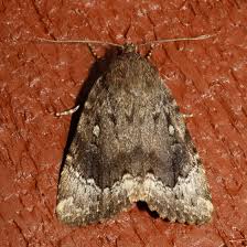 Attēlu rezultāti vaicājumam “Amphipyra”