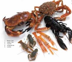 Attēlu rezultāti vaicājumam “Crustacea”