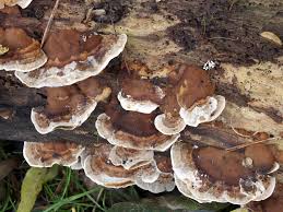 Attēlu rezultāti vaicājumam “Bjerkandera fumosa”