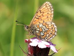 Attēlu rezultāti vaicājumam “Boloria eunomia underside”