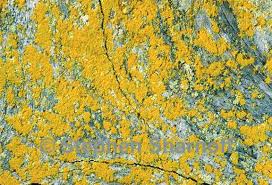 Attēlu rezultāti vaicājumam “Chrysothrix candelaris”