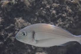 Image result for Sparus aurata