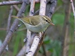 Attēlu rezultāti vaicājumam “Phylloscopus trochiloides adult”