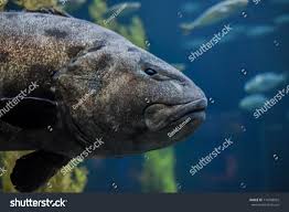 Image result for Stereolepis gigas