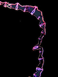 Attēlu rezultāti vaicājumam “Carex lepidocarpa leaf”