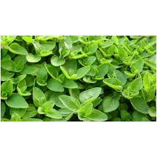 Image result for Majoran