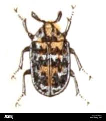 Attēlu rezultāti vaicājumam “Anthrenus museorum”