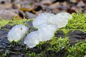 Attēlu rezultāti vaicājumam “Exidia thuretiana”