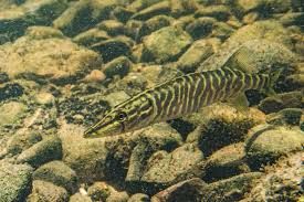 Image result for Esox lucius
