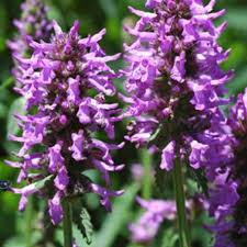 Attēlu rezultāti vaicājumam “Stachys officinalis flower”