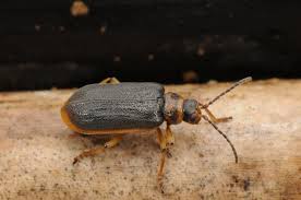 Attēlu rezultāti vaicājumam “Galerucella nymphaeae”