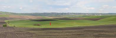 Attēlu rezultāti vaicājumam “Thesium ebracteatum leaf”