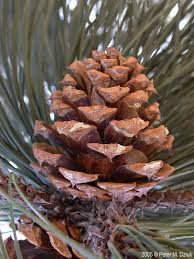 Attēlu rezultāti vaicājumam “Pinus ponderosa”